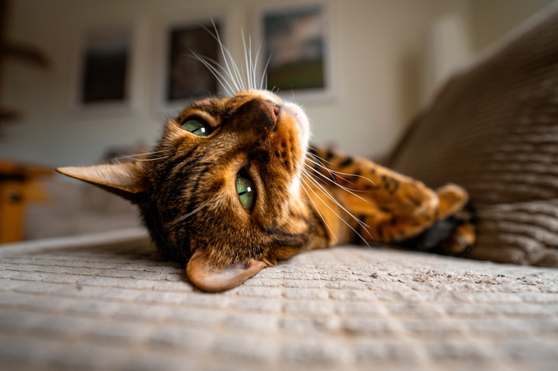 Bengal cat breed