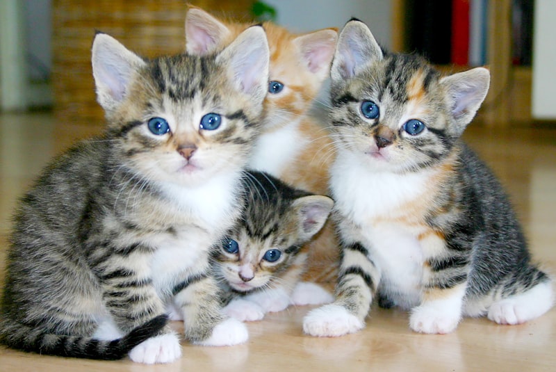 A selection of high-quality cat food brands arranged on a kitchen counter with a tabby cat looking on