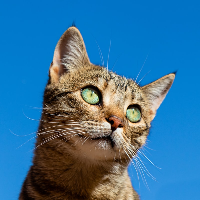 Blue Buffalo Tastefuls Indoor dry cat food bag next to a bowl of kibble with a cat approaching